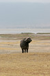 Ngorongoro buffalo