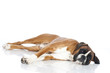 Boxer