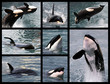 Eight photos mosaic of killer whales (Orcinus orca)