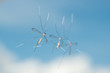 Three crane flies