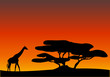 Afrika