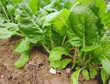 Foto: acelgas (Beta vulgaris cicla) y riego por goteo acelgas (Beta vulgaris cicla) y riego por goteo
