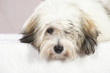 Coton de Tuléar