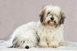 Coton de Tuléar
