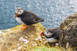 Photo: Iceland, Latrabjarg cliffs - wildlife. Iceland, Latrabjarg cliffs - wildlife.