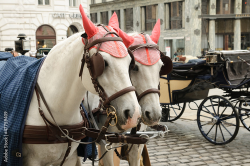 Photo: Beautiful horses Beautiful horses