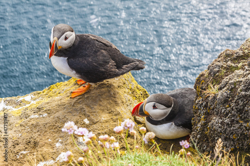 Photo: Iceland, Latrabjarg cliffs - wildlife. Iceland, Latrabjarg cliffs - wildlife.