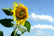 canvas print picture Funny flower
