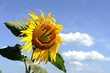 canvas print picture Funny sunflower