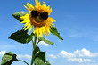 canvas print picture Nice sunflower