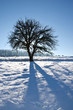 Winterbaum