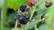 Macro of wild blackberry berries and fly drink eat it juice