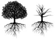 Tree With Roots