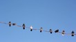 Pigeons on wires