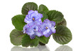 Foto: violet flowers boquet isolated violet flowers boquet isolated