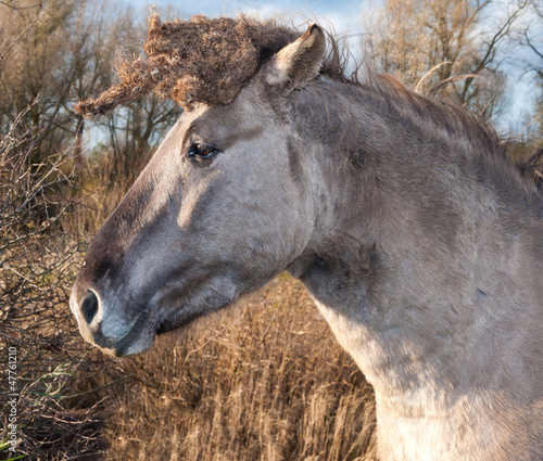 Photo: Portrait of a Konik horse Portrait of a Konik horse