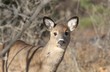 jeune cerf en foret