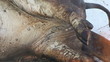 Pig slaughtered in a traditional way, in a small farm ...