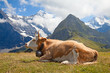 Foto: Swiss cow Swiss cow