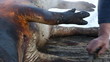 Pig slaughtered in a traditional way, in a small farm ...