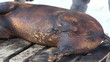 Pig slaughtered in a traditional way, in a small farm ...