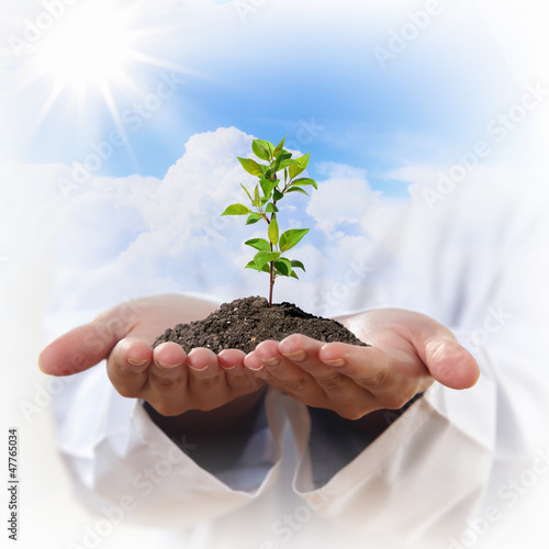 Photo: hands and plant hands and plant