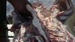 Pig slaughtered in a traditional way, in a small farm ...