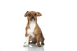 Mixed breed dog - Mischlingshund