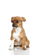 Mixed breed dog - Mischlingshund