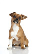 Mixed breed dog - Mischlingshund