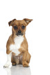 Mixed breed dog - Mischlingshund