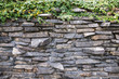 the climbing fig on the stone wall