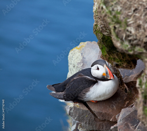 Photo: Puffin Puffin