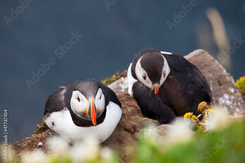 Photo: Puffin Puffin