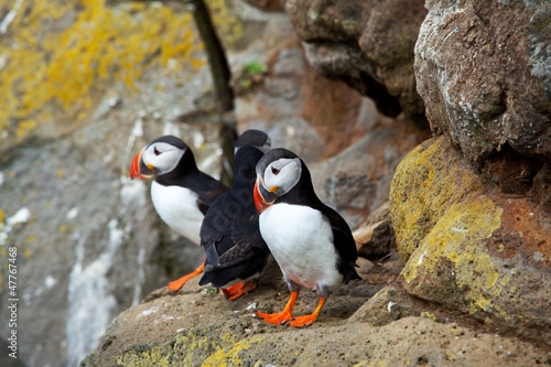 Photo: Puffin Puffin