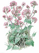 Centranthus ruber - valeriana rossa