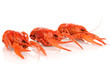 Tasty boiled crayfishes isolated on white