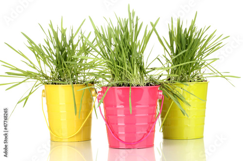 Photo: Green grass in buckets isolated on white Green grass in buckets isolated on white