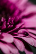 Blume mit Wassertropfen 4