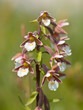 Flowers of wild orchid