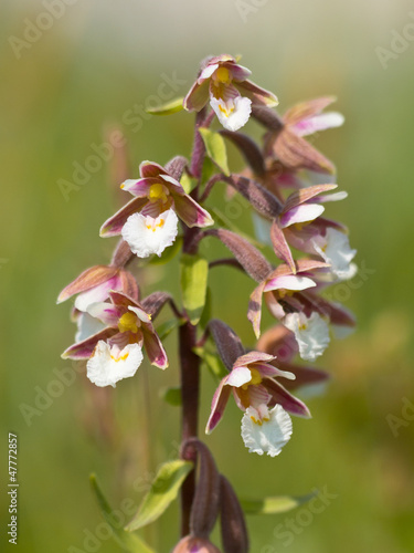 Photo: Flowers of wild orchid Flowers of wild orchid