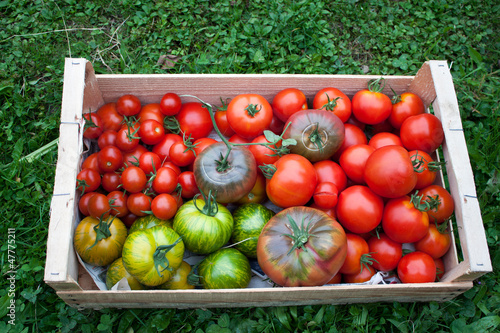 Photo: Tomates Tomates