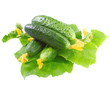 Fresh  cucumbers with yellow blossom cluster.