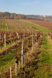 Vignes en automne