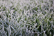 Frosted Grass