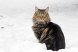 Junge Norweger Katze im Schnee