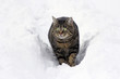 Foto: Einen Spaziergang durch den Schnee Einen Spaziergang durch den Schnee
