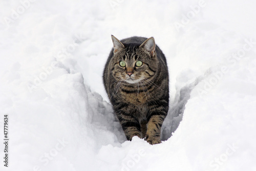 Photo: Einen Spaziergang durch den Schnee Einen Spaziergang durch den Schnee