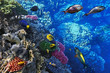 Coral and fish in the Red Sea.Egypt