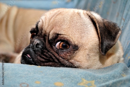 Photo: Annoyed Pug Puppy 2 Annoyed Pug Puppy 2